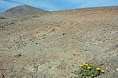 Lanzarote Gold coin daisy (Asteriscus intermedius), Lanzarote, Canary Islands