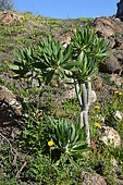 Berode (Kleinia neriifolia), Lanzarote, Canary Islands