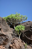 Berode (Kleinia neriifolia), Lanzarote, Canary Islands