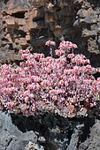 Groundsel (Senecio coccineiflorus) in bloom, Lanzarote, Canary Islands