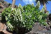 Famara Bugloss (Echium famarae) in bloom, Lanzarote, Canary Islands
