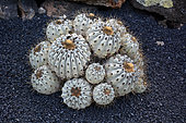 Copiapoa (Copiapoa cinerea) columna alba, native to Chile, Lanzarote, Canary Islands