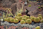 Barrel cactus (Echinocactus grusonii), native to Mexico, Lanzarote, Canary Islands