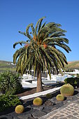 Barrel cactus (Echinocactus grusonii), native to Mexico, and Canary island date palm (Phoenix canariensis), Lanzarote, Canary Islands