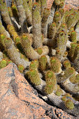 Cactus (Echinopsis huascha) , native to Argentina, Lanzarote, Canary Islands