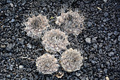 Cactus Chilenito (Eriosyce chilensis), native to Chile, Lanzarote, Canary Islands