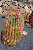Baja Barrel cactus (Ferocactus peninsulae), native to Mexico, Lanzarote, Canary Islands