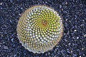 Globe cactus (Mammillaria melanocentra), native to Mexico, Lanzarote, Canary Islands