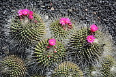Rainbow pincushion (Mammillaria rhodantha), native to Mexico, Lanzarote, Canary Islands