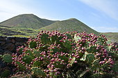 Prickly pear (Opuntia dillenii), Lanzarote, Canary Islands