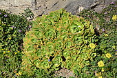 Lanzarote aeonium (Aeonium lancerottense) native to Lanzarote, Canary islands