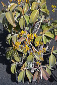 Copper Spoon (Kalanchoe orgyalis), native to Madagascar, Lanzarote, Canary Islands