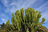 Desert Candle (Euphorbia acrurensis), lanzarote, Canary islands