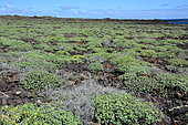 Balsam Spurge (Euphorbia balsamifera), Lanzarote, Canary Islands