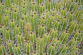 Euphorbia (Euphorbia offinarum echinus) native to Morocco, Lanzarote, Canary Islands