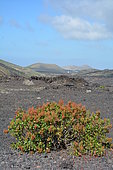 Canary Island Sorrel (Rumex lunaria), Lanzarote, Canary Islands