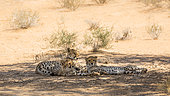 Cheetah (Acinonyx jubatus) female with two cubs lying down in shadow in Kgalagadi transfrontier park, South Africa