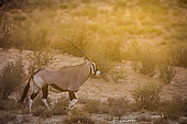 South African Oryx (Oryx gazella) walking at sunset in Kgalagadi transfrontier park, South Africa