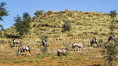 Small group of South African Oryx (Oryx gazella) grazing in arid land in Kgalagadi transfrontier park, South Africa
