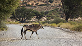 South African Oryx crossing safari gravel road in Kgalagadi transfrontier park, South Africa; specie Oryx gazella family of Bovidae