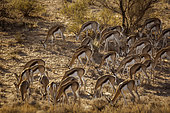 Herd of Springbok (Antidorcas marsupialis) grazing in backlit in Kgalagari transfrontier park, South Africa