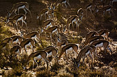 Herd of Springbok (Antidorcas marsupialis) grazing in backlit in Kgalagari transfrontier park, South Africa