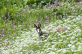 Vosges chamois (Rupicapra rupicapra) in flowers, Hautes chaumes, hohneck, Vosges, France