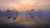 Early morning, dawn, in the swamp, Dalarna, Sweden, Scandinavia, Europe