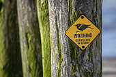 Pancarte de sensibilisation à la présence d'une nichée de Grand Gravelot au printemps, installée par le Groupement Ornithologique et Naturaliste du Nord pas de Calais, Sangatte, France.