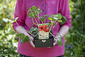 Cirano' strawberry plants, spring, Pas de Calais, France
