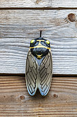 Decorative Cicada in a garden, spring, Pas de Calais, France