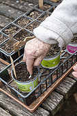 Woman sowing organic courgette seeds 'Genovese' in cups, spring, Moselle, France