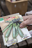 Woman sowing organic courgette seeds 'San Pasquale' in cups, spring, Moselle, France