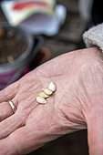 Woman sowing organic courgette seeds 'San Pasquale' in cups, spring, Moselle, France