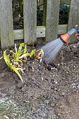 Splitting an Agapanthus (Agapanthus sp) watering, spring, France