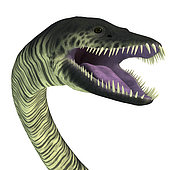Elasmosaurus aqautic reptile head. Elasmosaurus was a marine reptile plesiosaur that lived in the seas of North America during the Cretaceous Period.
