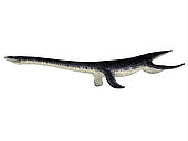 Plesiosaurus reptile, side profile. Plesiosaurus was a carnivorous marine reptile that lived in the seas surrounding England during the Jurassic Period.