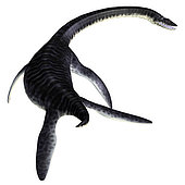 Plesiosaurus reptile, rear view. Plesiosaurus was a carnivorous marine reptile that lived in the seas surrounding England during the Jurassic Period.