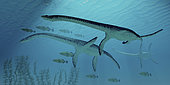 Three Plesiosaurus dinosaurs migrate along with a school of fish to warmer Jurassic seas.
