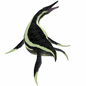 Dolichorhynchops was a carnivorous marine reptile that lived in the oceans of North America in the Cretaceous Period.