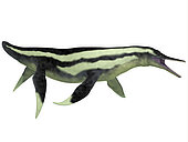 Dolichorhynchops was a marine reptile plesiosaur that lived in Cretaceous seas as a predator.