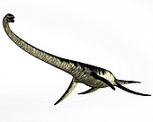 Elasmosaurus was a plesiosaur marine reptile that lived during the Cretaceous Period of Kansas in North America.
