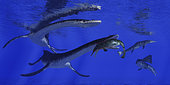 A Metriorhynchus becomes a meal for a Plesiosaurus marine reptile in blue Jurassic seas.