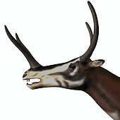 Kyptoceras portrait on white background. Kyptoceras was an ungulate mammal that lived in North America during the Miocene to Pliocene Ages of the Cenozoic Era.