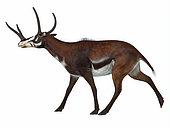 Kyptoceras on white background. Kyptoceras was an ungulate mammal that lived in North America during the Miocene to Pliocene Ages of the Cenozoic Era.