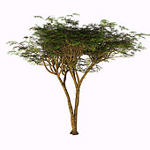 The umbrella thorn acacia tree on white background. This tree is found in the Sahel of Africa, the Sudan and the Middle East.