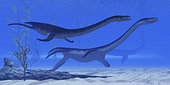 Plesiosaurus dinosaurs swim together in Jurassic seas to find their next prey.