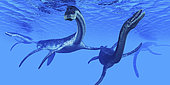 Plesiosaurus dinosaurs swim together in Jurassic seas to find their next prey.