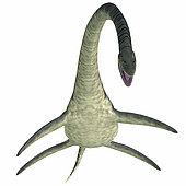 Elasmosaurus on white background. Elasmosaurus was a marine plesiosaur reptile that lived in North America seas during the Cretaceous Period.