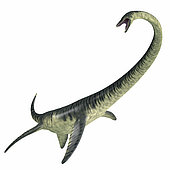 Elasmosaurus aquatic reptile. Elasmosaurus was a marine plesiosaur reptile that lived in North America seas during the Cretaceous Period.